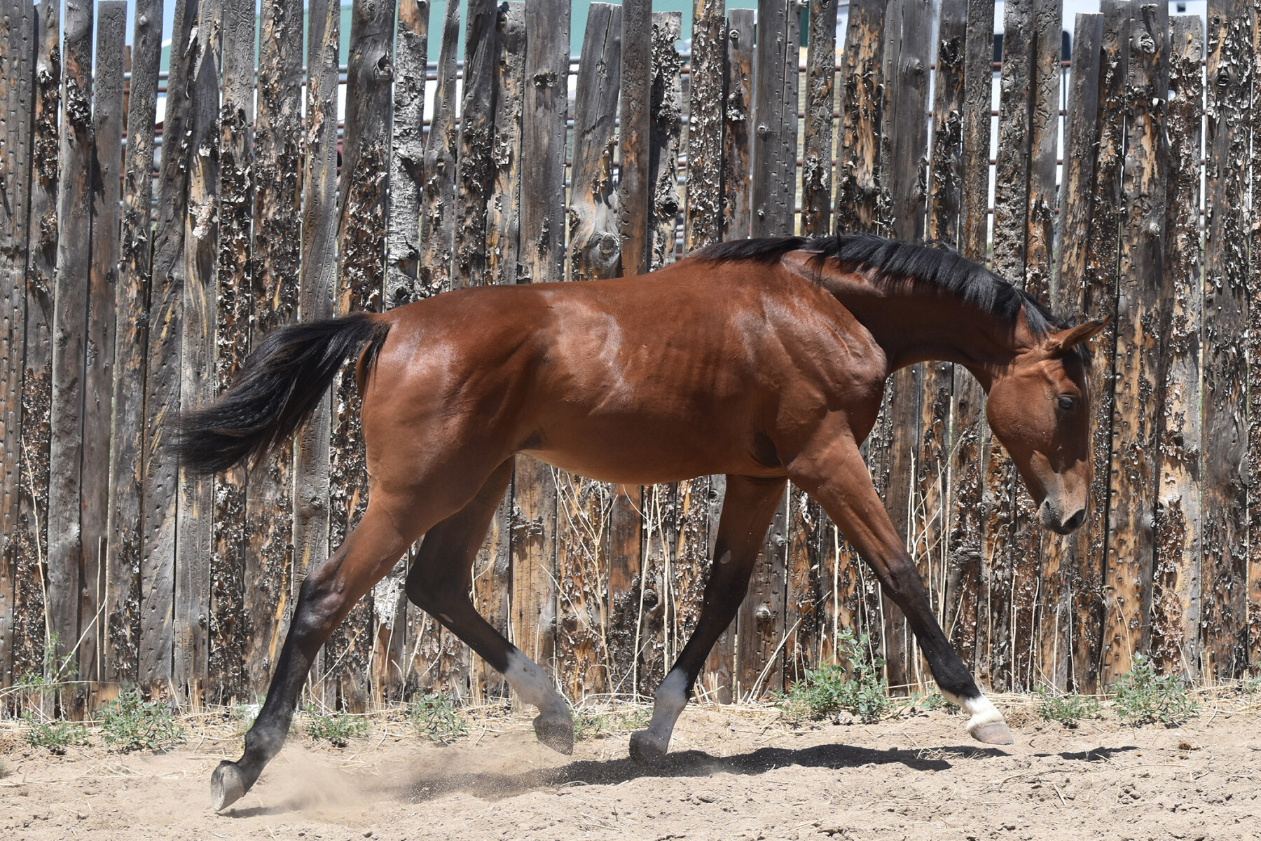 Curio Yearling Trot R1