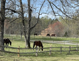 Horses in Pasture