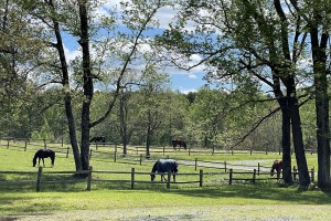 Horses in Pasture2