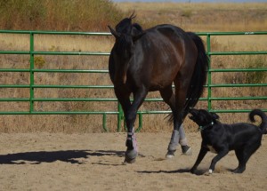 Mahzi&Dewey2